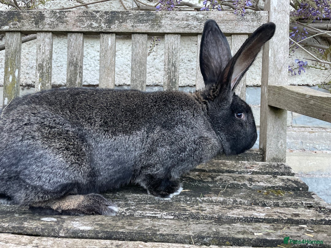 Continental Giant rabbits for sale: Superb young adult Continental Giant buck - Image 3