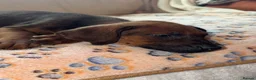 Rhodesian Ridgeback dogs for sale: KC Rhodesian Ridgebacks - Advert 2