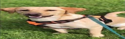Labrador Retriever dogs for sale: Labrador female for rehomeimg in Walsall - Advert 2
