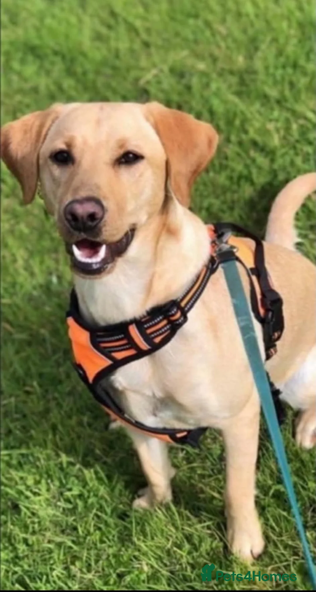 Labrador Retriever dogs for sale: Labrador female for rehomeimg in Walsall - Advert 2