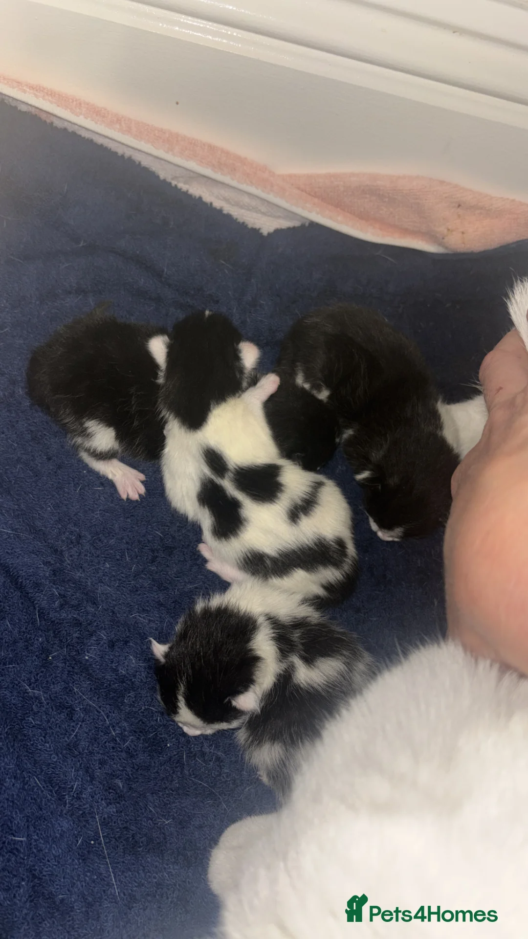 Mixed Breed cats for sale: Black & White Kittens  in Chichester - Advert 1