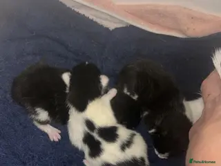 Mixed Breed cats Black & White Kittens - Advert 5