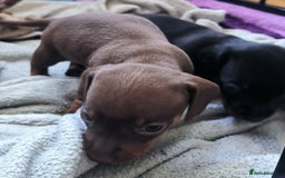 Dachshund dogs for sale: Miniature smooth hair dachshund  - Image 10