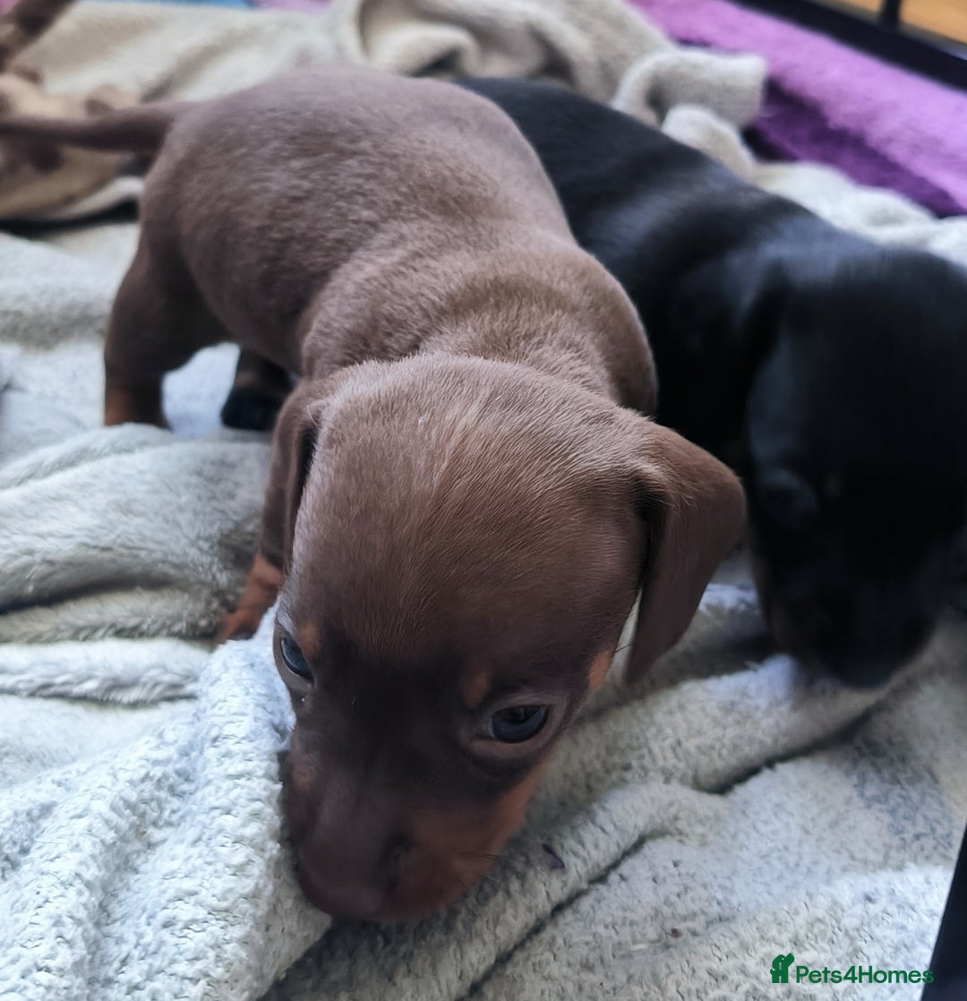 Dachshund dogs for sale: Miniature smooth hair dachshund  - Image 10