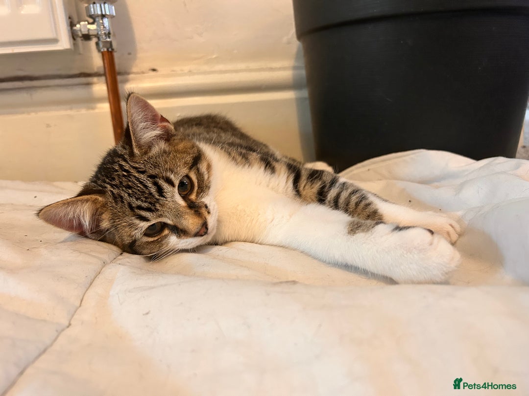 Bombay cats for sale: Friendly and smart Kittens  - Image 16