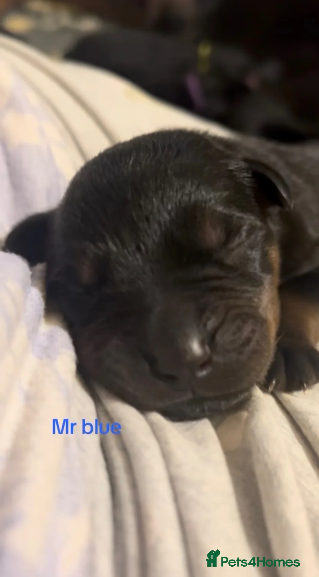 Rottweiler dogs for sale: Rottweilers kc reg fully hereditary tested - Advert 2