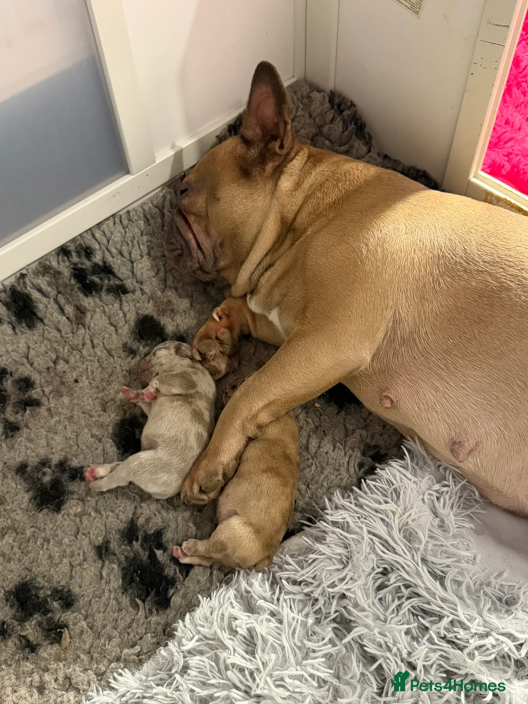 French Bulldog dogs for sale: French bulldog puppies  - Advert 2