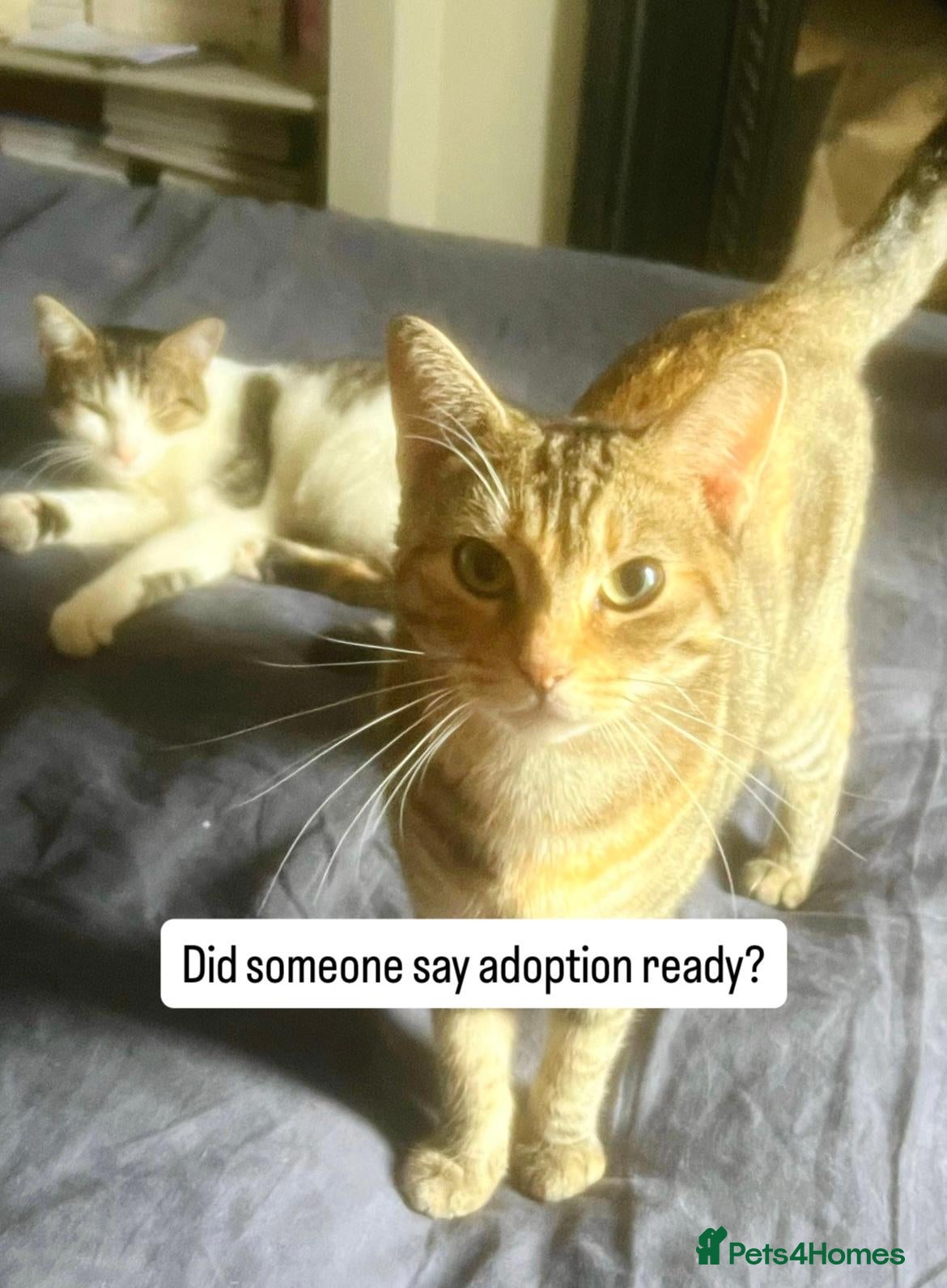 Domestic Shorthair cats No drama mama’s looking for cat loving home  - Advert 2
