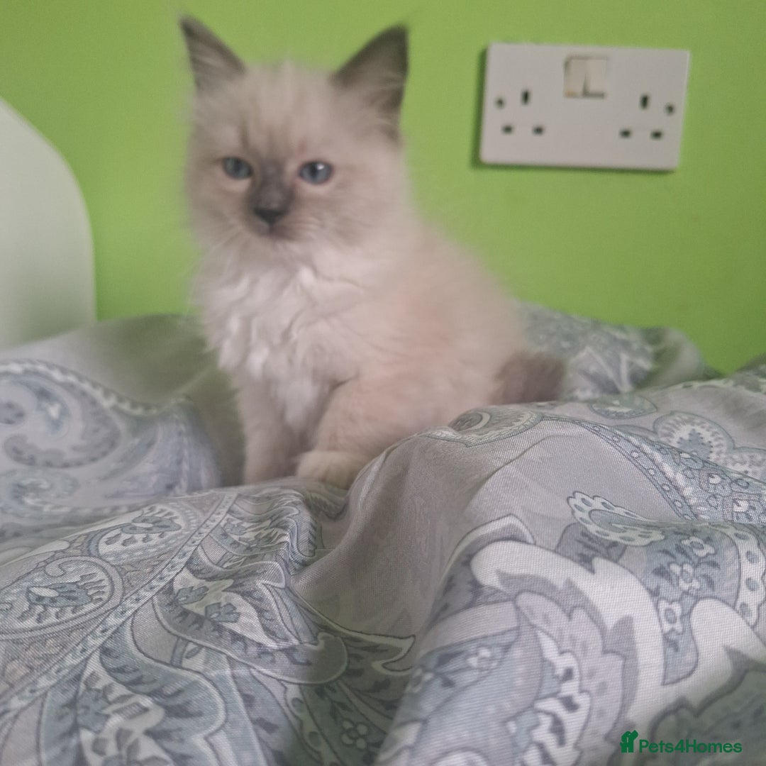 Ragdoll cats for sale: Ragdoll kittens  - Image 7