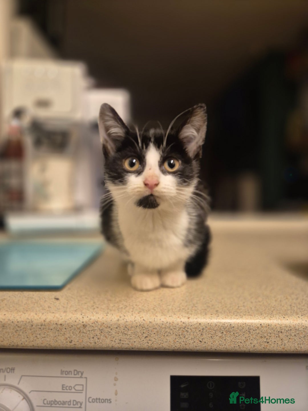 Mixed Breed cats for sale: 3 Beautiful Kittens - Advert 9