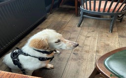 Mixed Breed dogs for adoption: Roo (Spaniel/Setter mix) - Image 24