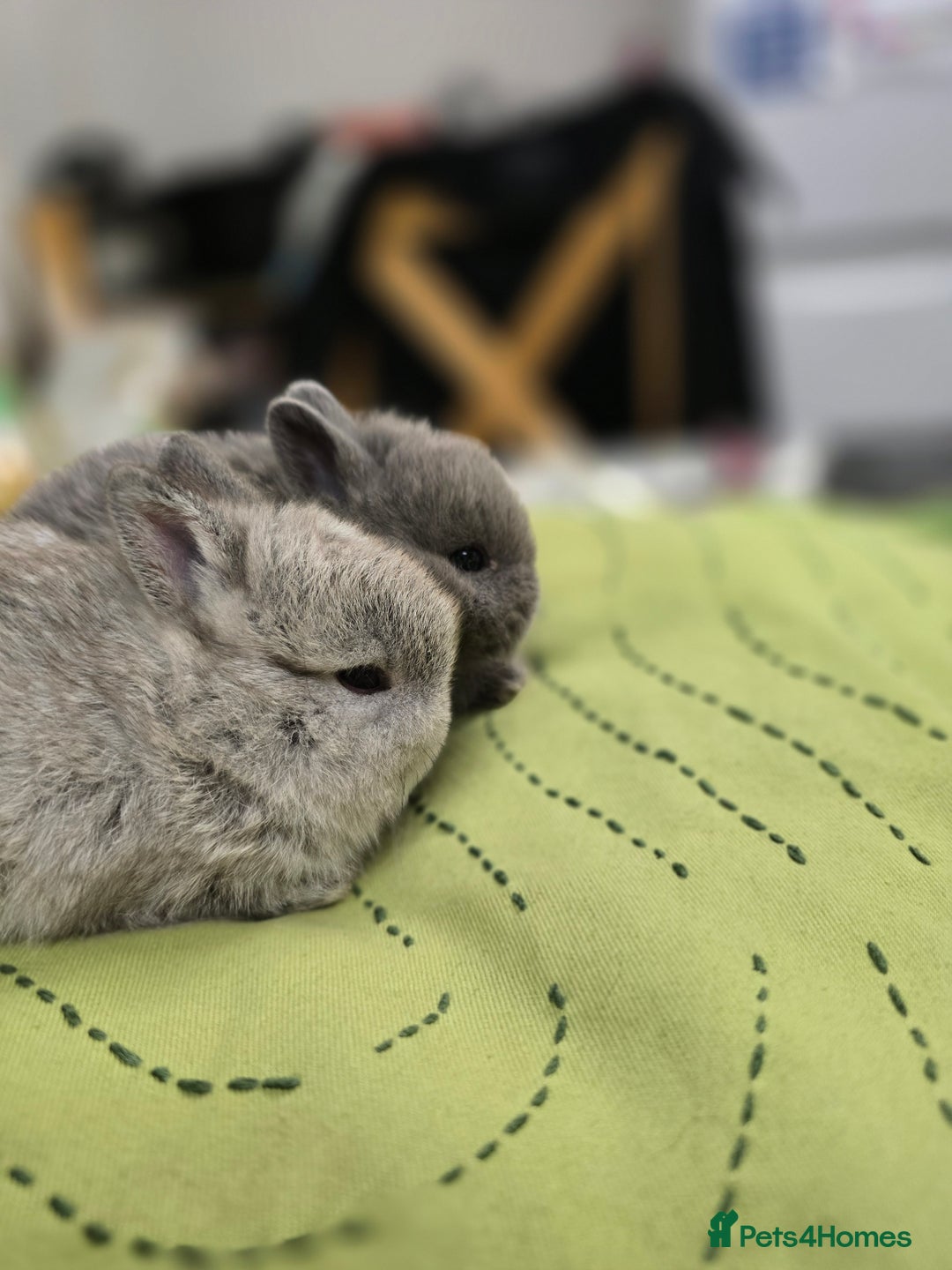 Netherland Dwarf rabbits for sale: Netherland dwarf babies bunnies - Advert 6