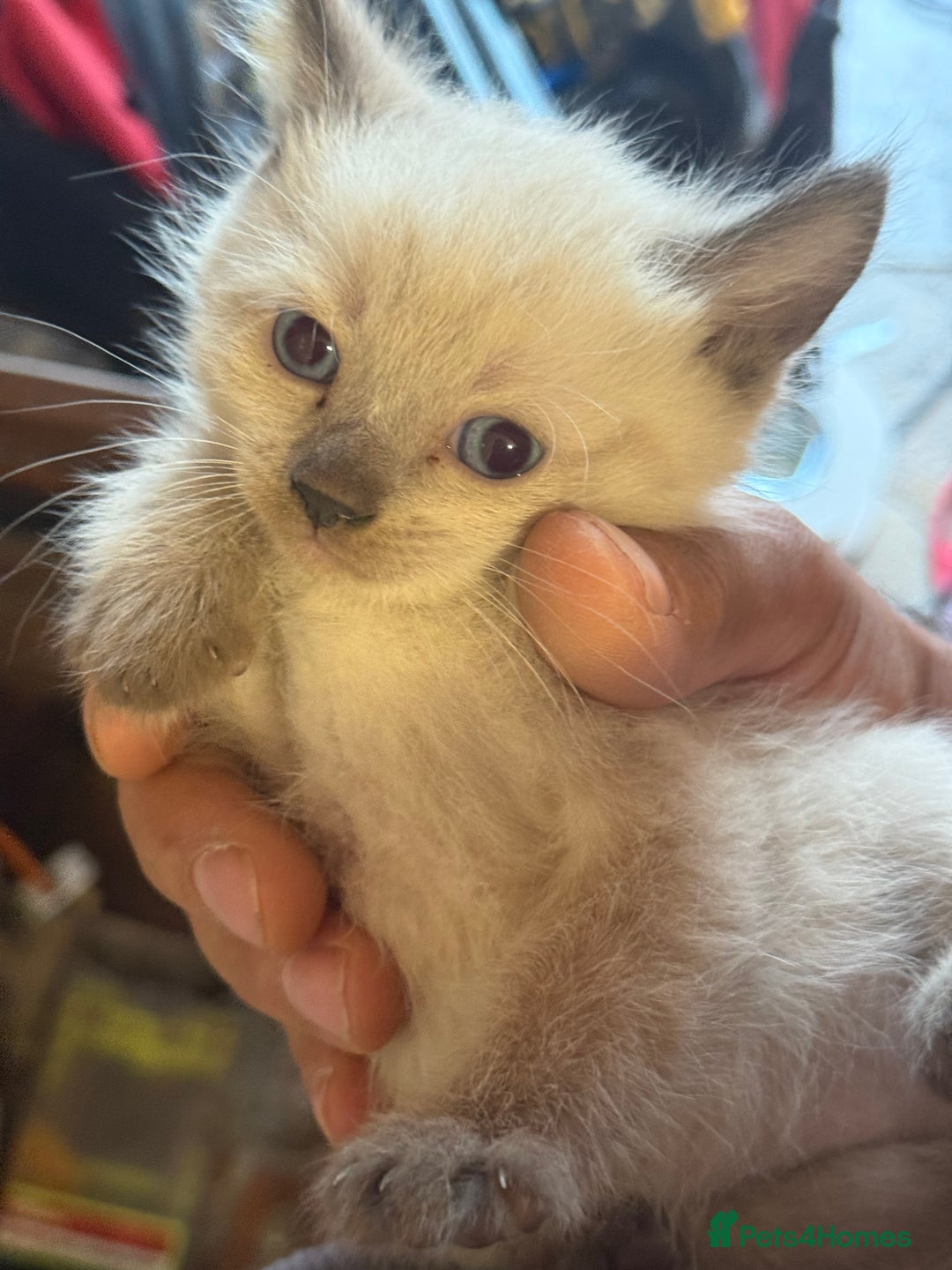 Brazilian Shorthair cats for sale: Boy and girl - Image 1