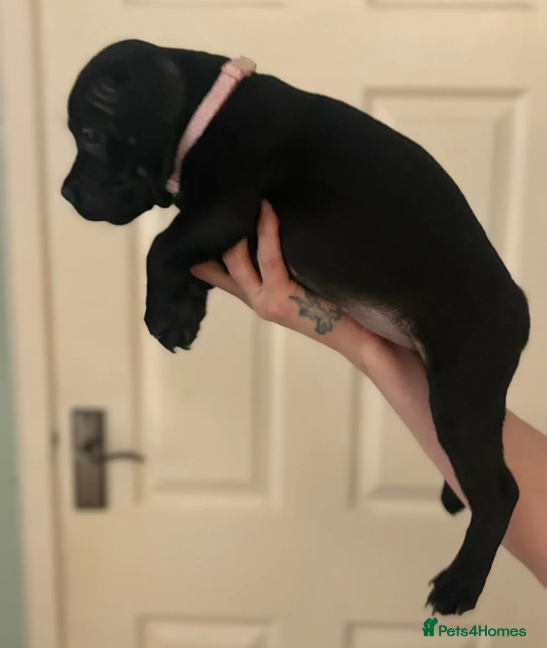 Staffordshire Bull Terrier dogs for sale: KC Registered Staffordshire Bull Terrier puppies in Mansfield - Advert 19