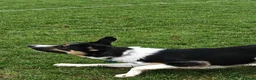 Border Collie dogs for sale: Border collie working dog  - Advert 5