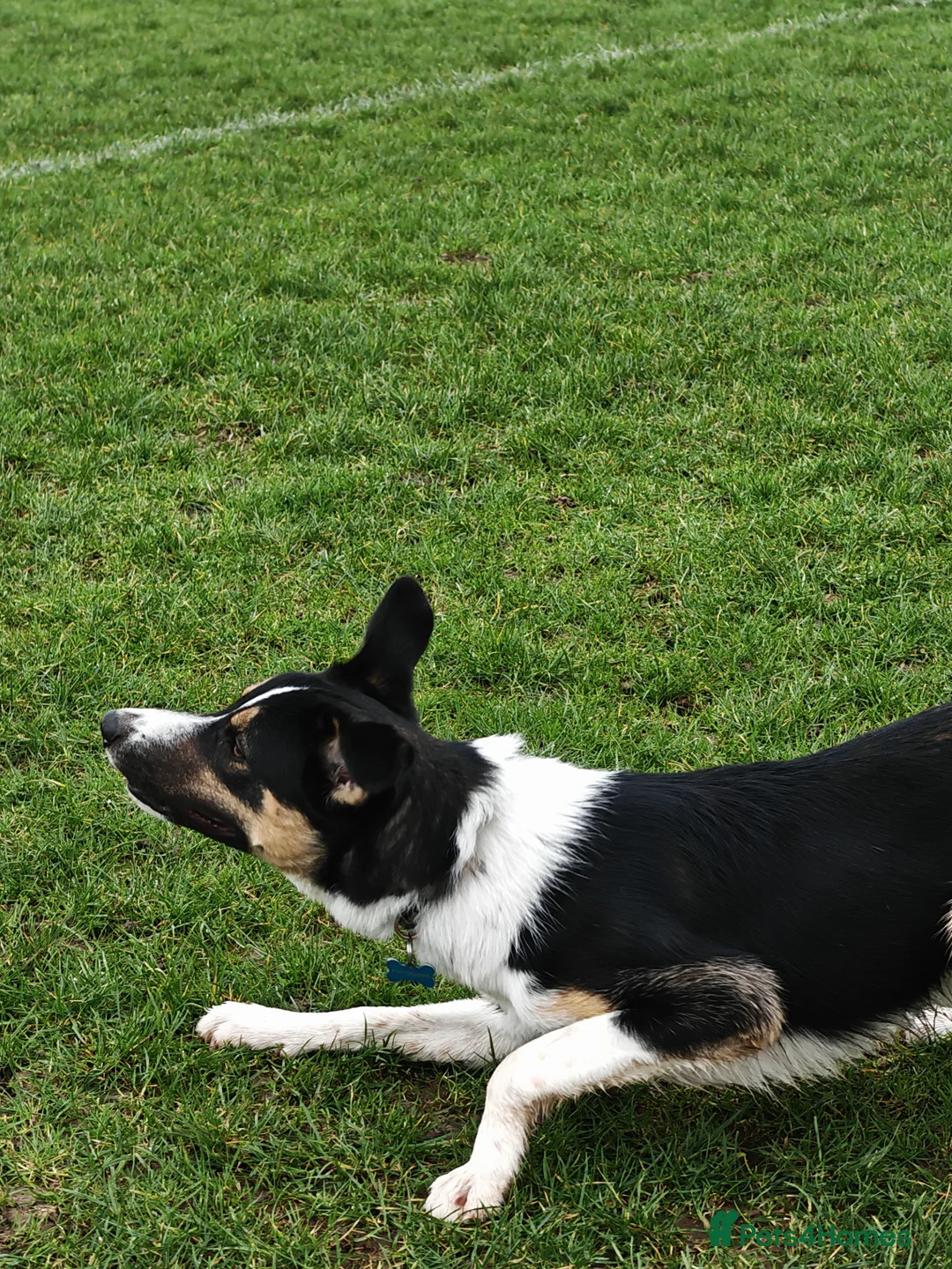 Border Collie dogs for sale: Border collie working dog  - Advert 5