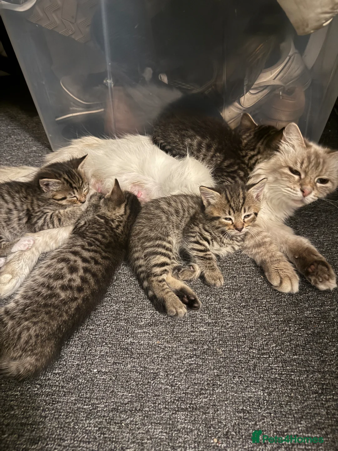 Siberian cats for sale: Siberian Cross Kittens – Playful & Litter Trained - Advert 1