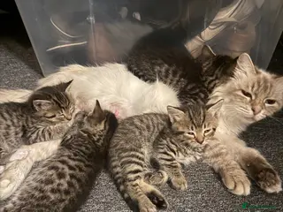 Siberian cats Siberian Cross Kittens – Playful & Litter Trained - Advert 2