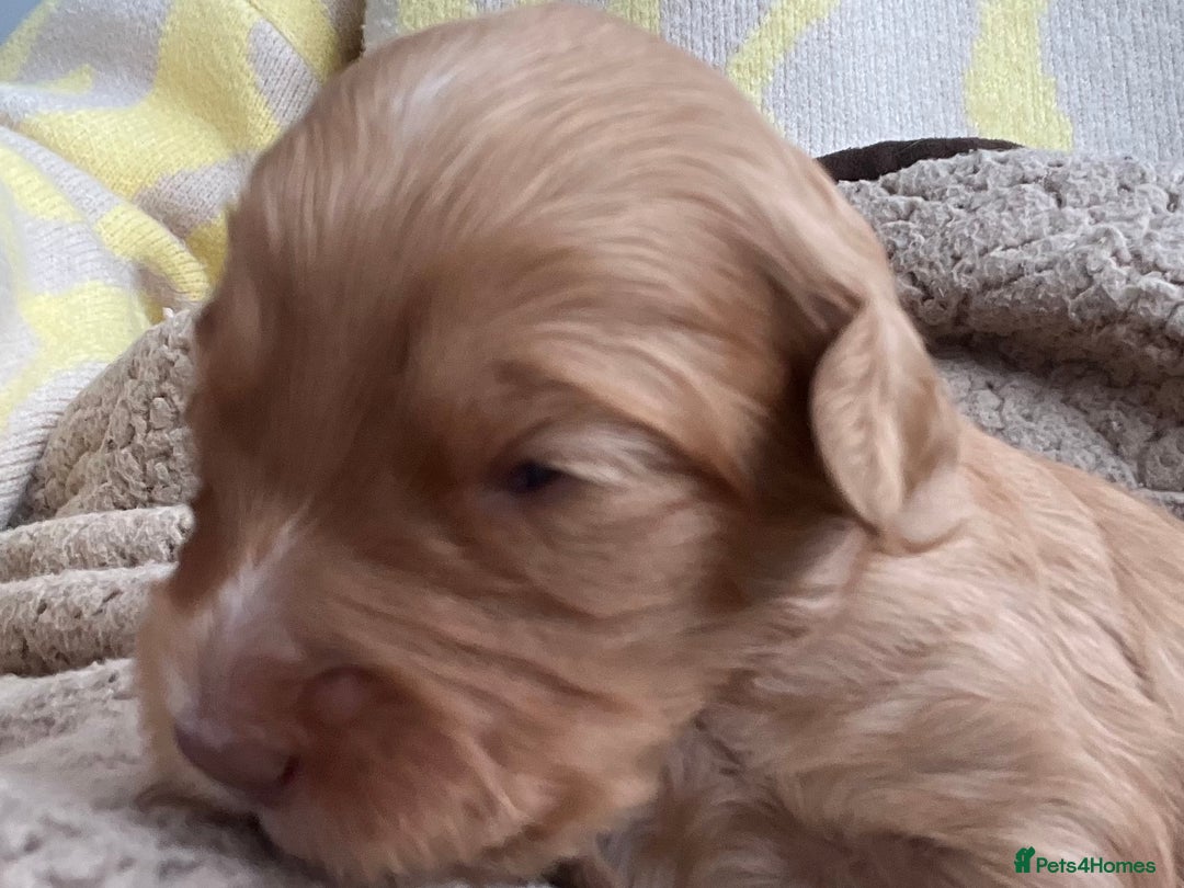 Australian Labradoodle dogs for sale: Multi Generational Australian Labradoodle Puppies - Image 15