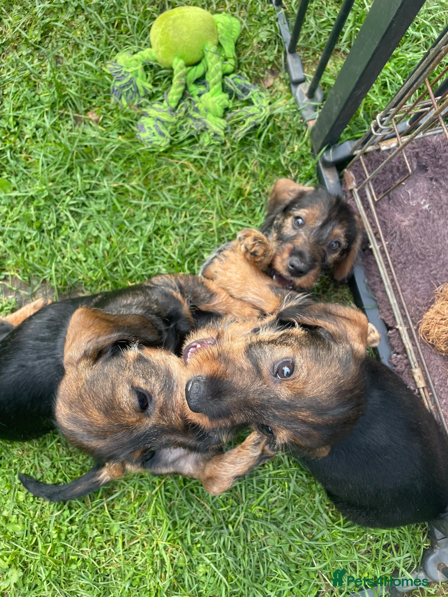 Dachshund dogs beautiful Teckel boys wired haired sausages  - Advert 2