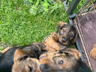 Dachshund dogs beautiful Teckel boys wired haired sausages - Advert 2