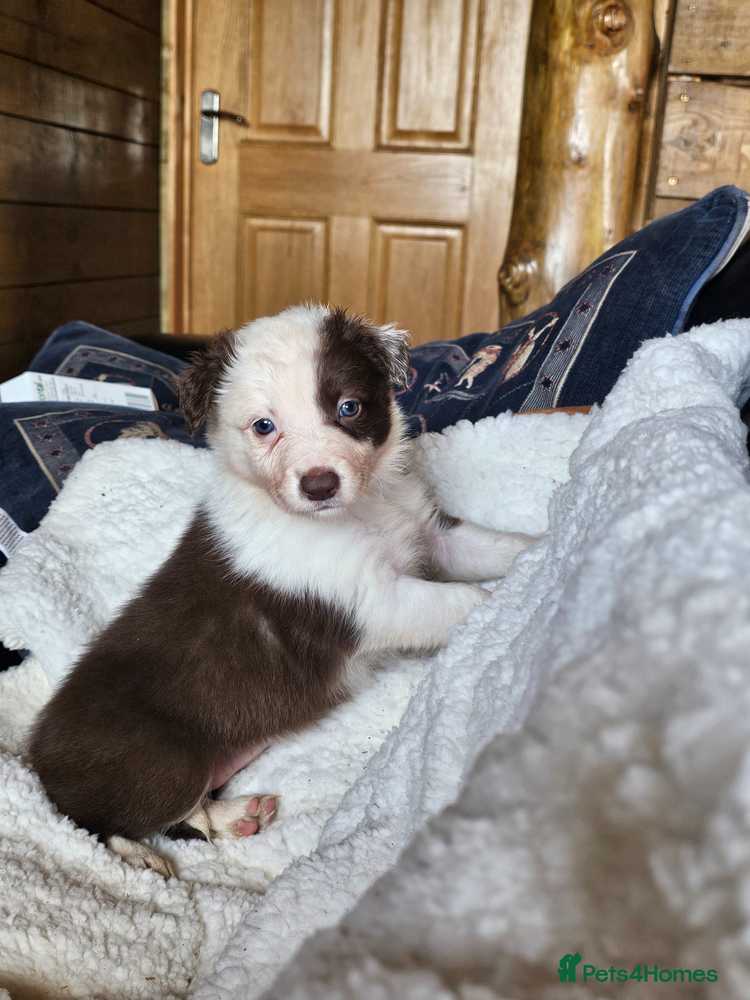 Border Collie dogs Red Merle and Red/white border collie pups - Advert 2