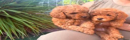 Cavapoo dogs for sale: F1b Deep Red curly coat toy Cavapoo pups 🐾 - Advert 8