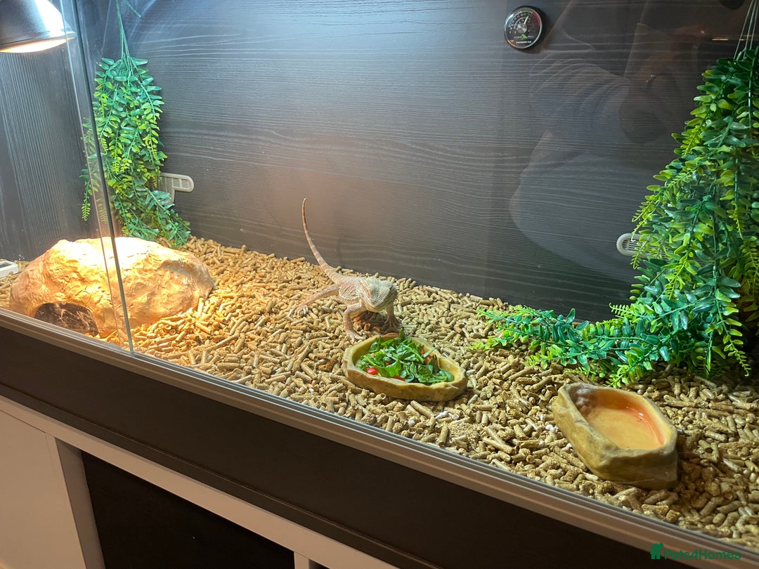 Bearded Dragon reptiles for sale: 1 year old bearded dragon and full set up.  - Advert 2