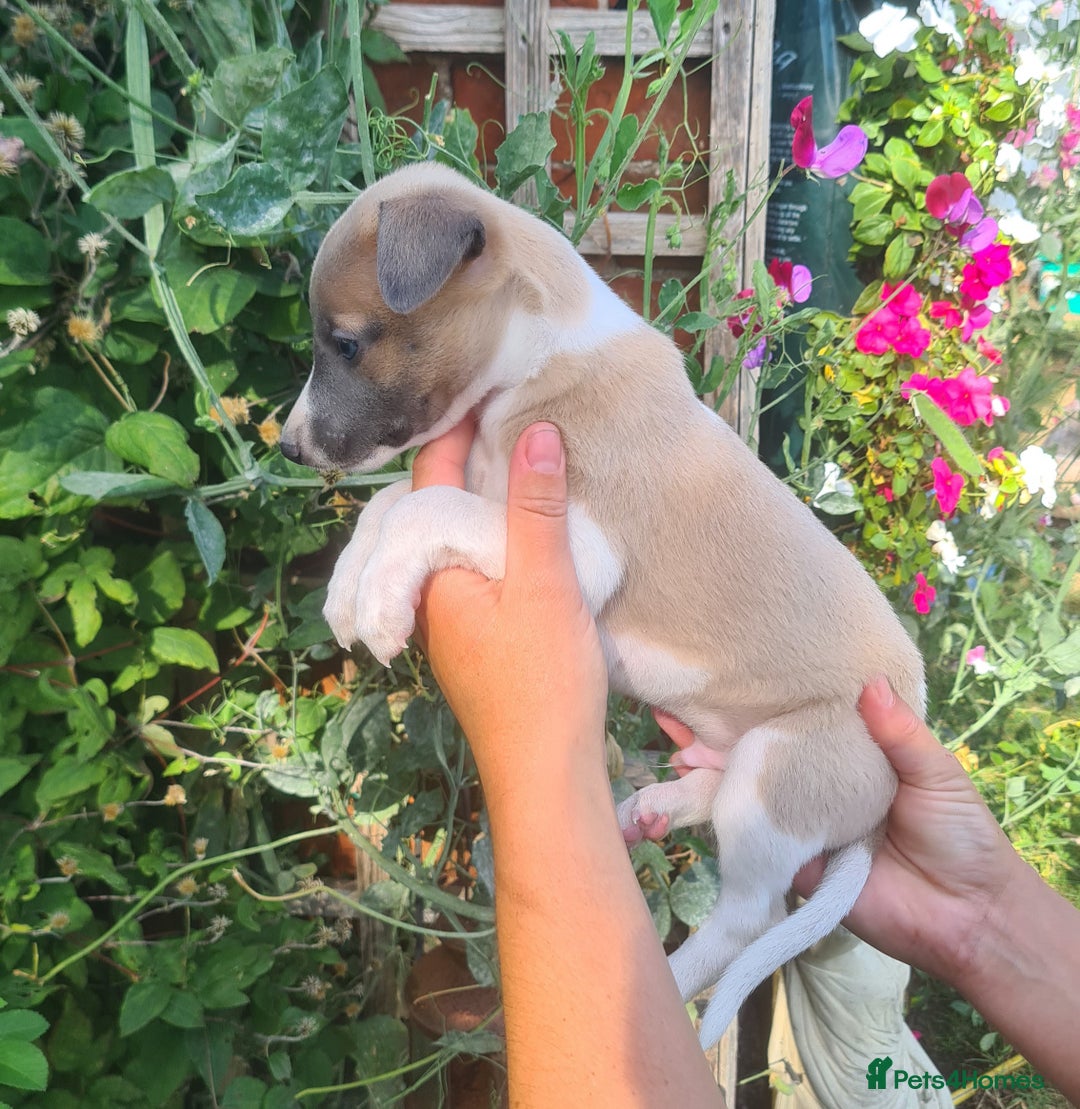 Whippet dogs for sale: Fantastic Whippet puppies - Image 4