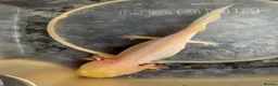 Other/Mixed Breed fish for sale: 7 month old Axolotls  - Advert 5