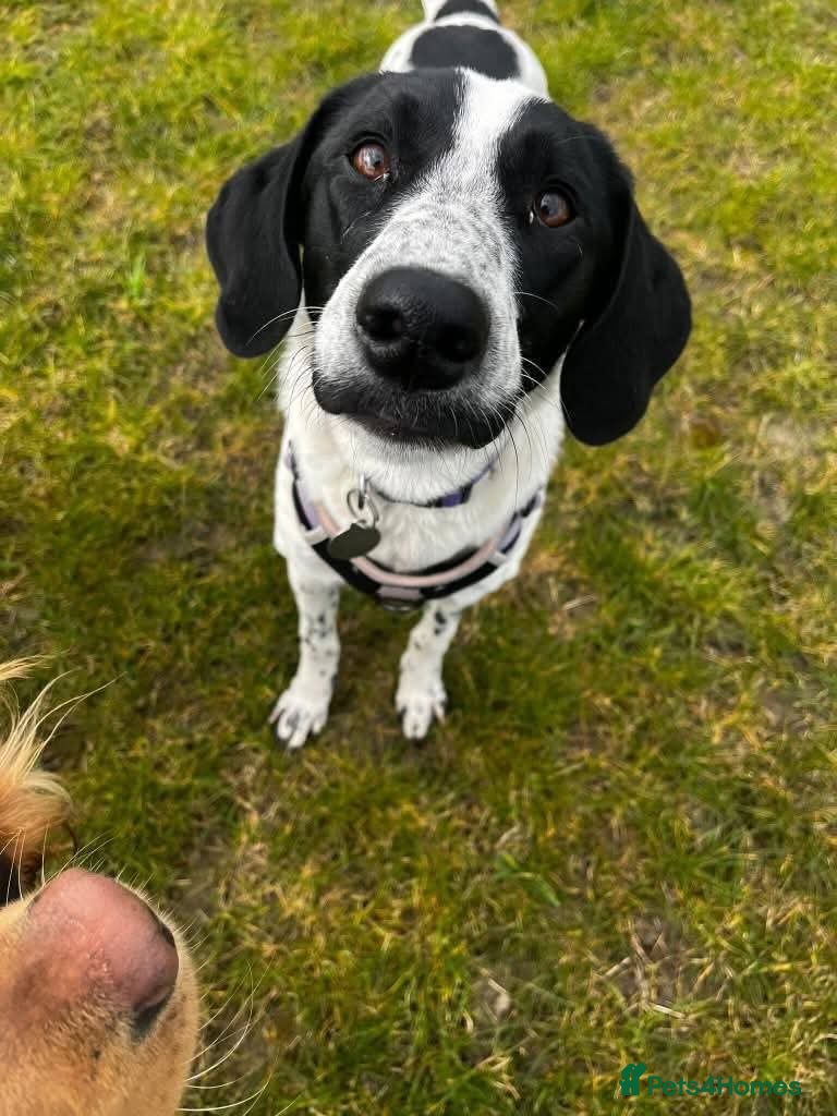 Mixed Breed dogs for adoption: Meet Annabel, currently residing in Cheshire  in Nantwich - Advert 3