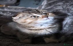 Scottish Fold cats for sale: 💙🩷LAST 2 SCOTTISH KITTENS ✅️TICA reg - Image 8