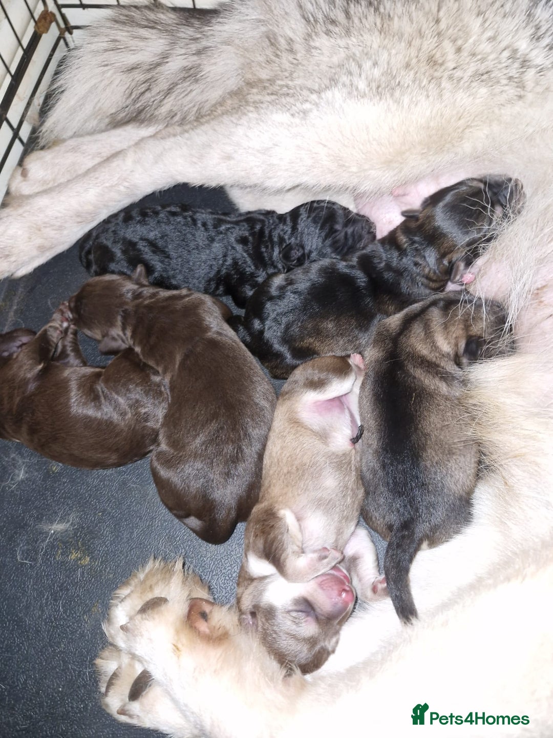 Mixed Breed dogs for sale: Husky x Lab Pup - Advert 6