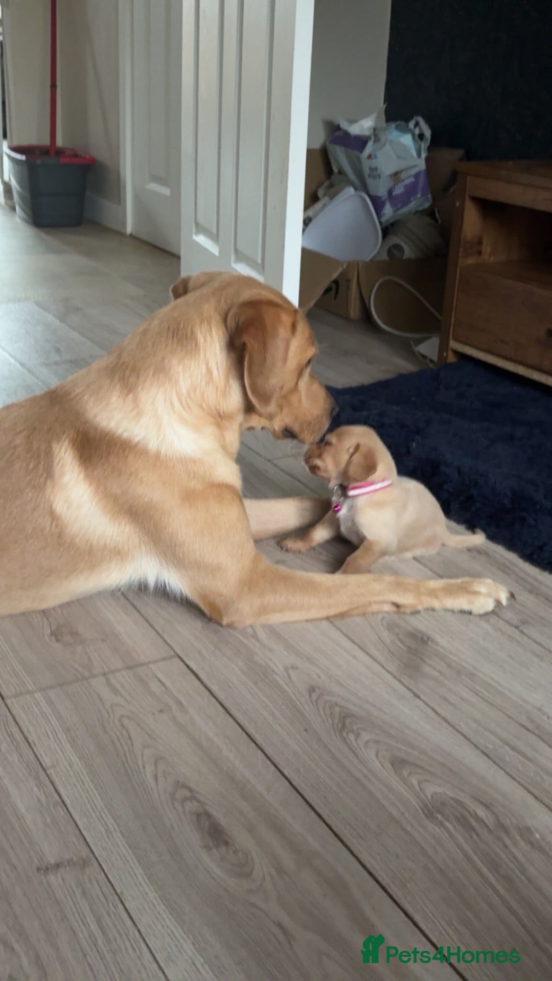 Cockerdor dogs for sale: **** 1 cockador girl left **** - Advert 1