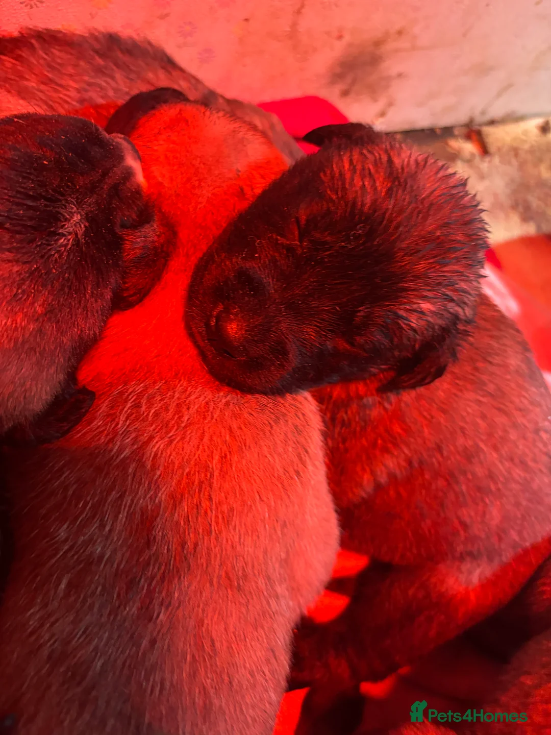 Anatolian Shepherd dogs for sale: Beautiful litter 5 girls left  - Advert 15