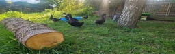 Ducks poultry for sale: Runner x ducks  - Advert 2