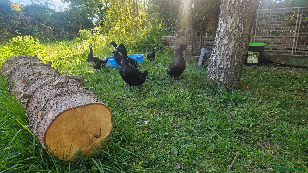 Ducks poultry for sale: Runner x ducks  - Advert 2