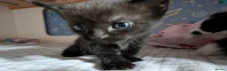 Mixed Breed cats for sale: 3 beautiful kittens  - Advert 3