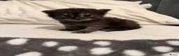 Mixed Breed cats for sale: Mainecoon x British short hair  - Advert 4