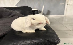 Mini Lop rabbits for sale: 🐰 Adorable Mini Lop Pair Looking for a Home! 🐰 - Advert 6