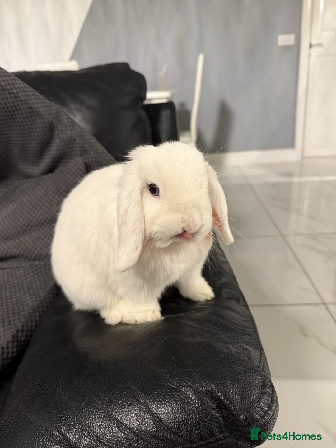 Mini Lop rabbits for sale: 🐰 Adorable Mini Lop Pair Looking for a Home! 🐰 - Advert 6