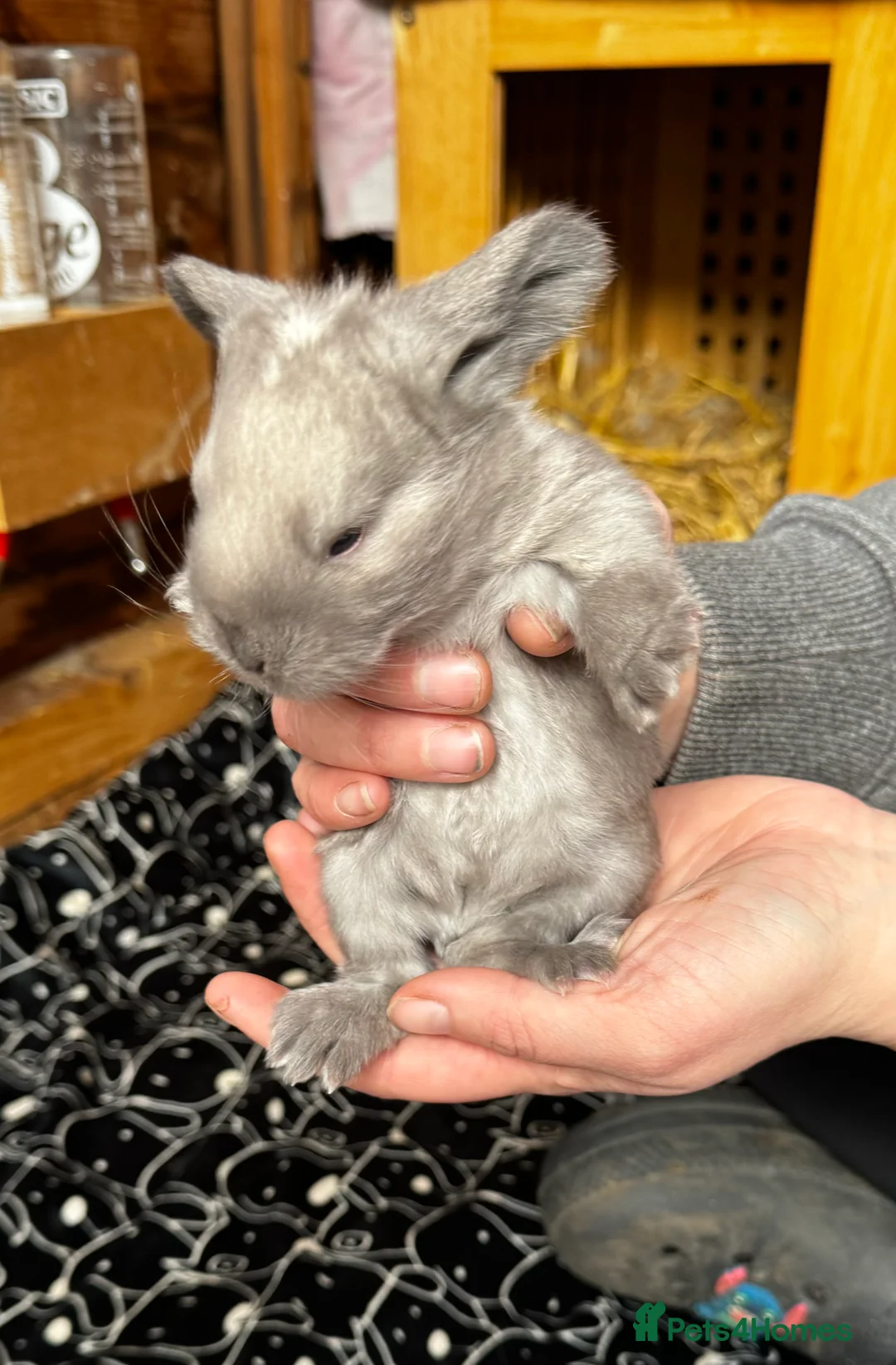 French Lop rabbits for sale: 🩷Pure bred French lop kits🩵 - Advert 25