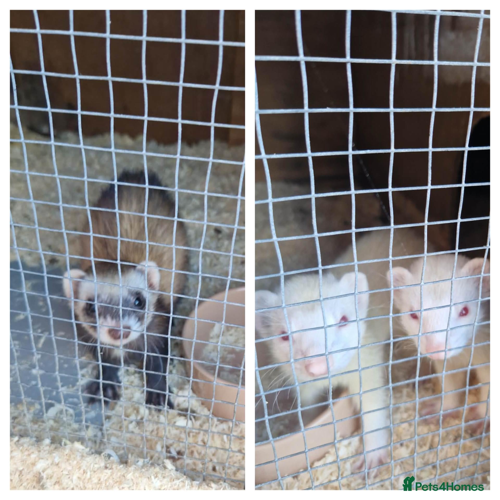 Ferret rodents 3 beautiful jills for sale - Advert 2