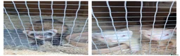 Ferret rodents for sale: 3 beautiful jills for sale - Advert 1