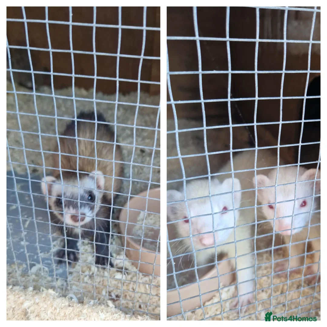 Ferret rodents for sale: 3 beautiful jills for sale - Advert 1