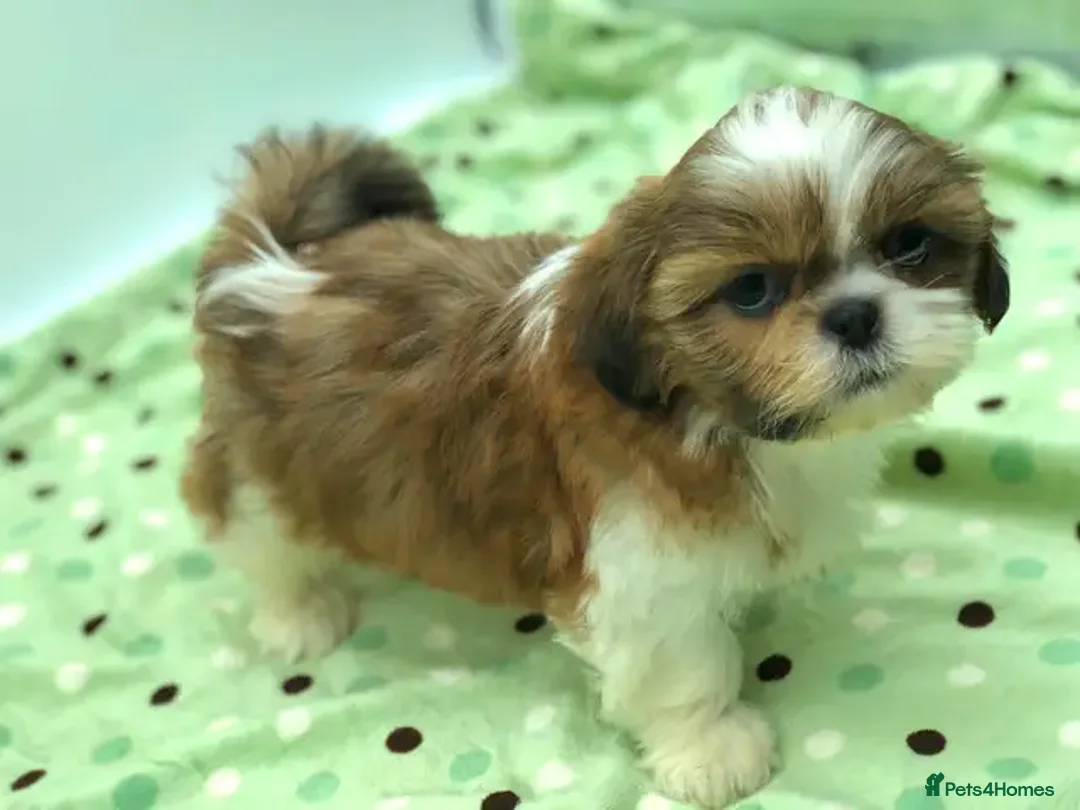 Shih Tzu dogs for sale: 5 purebred Shih Tzu puppies - Image 2