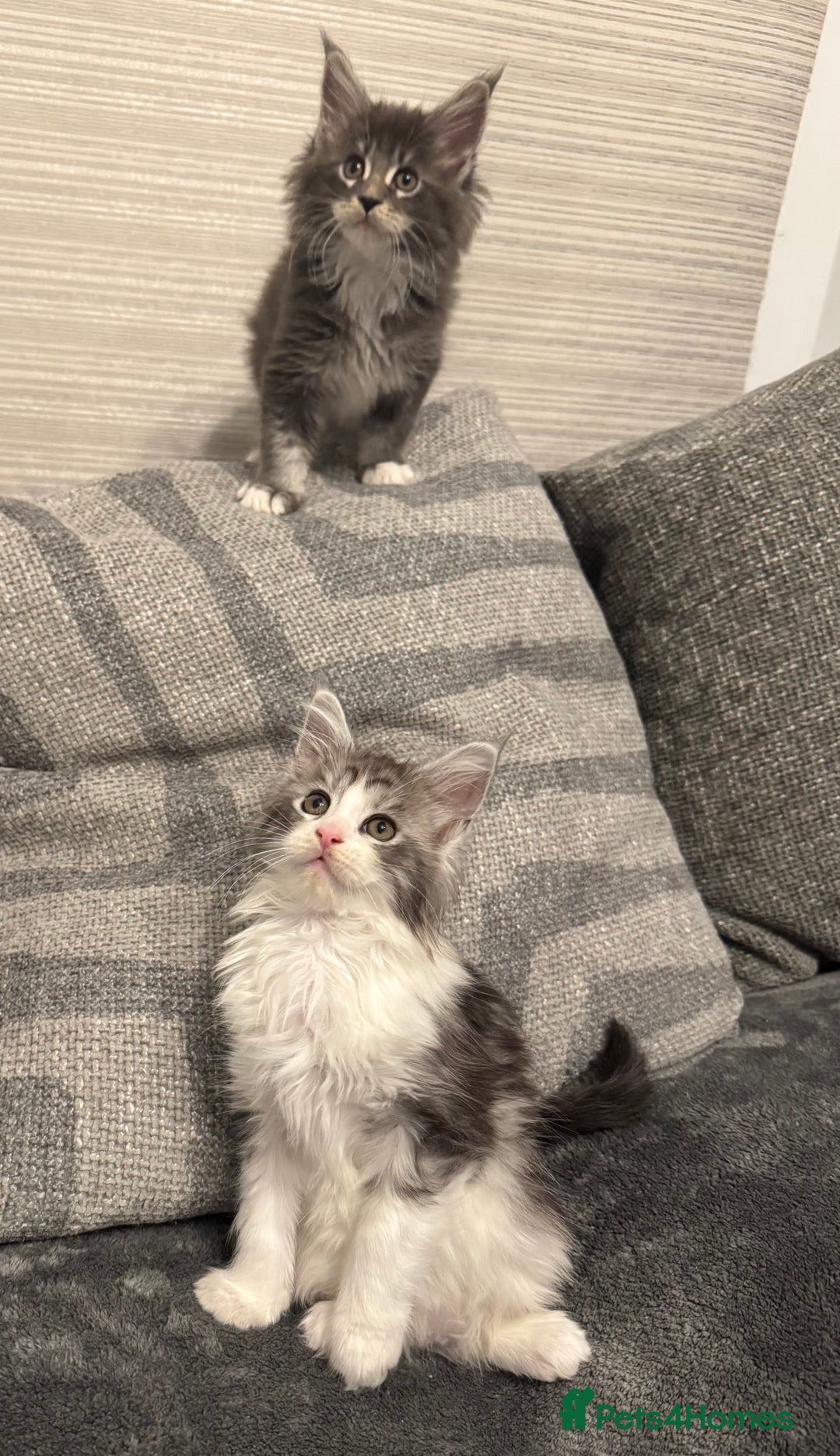 Maine Coon cats for sale: Maine Coon kittens/ Ready to Now    - Advert 3