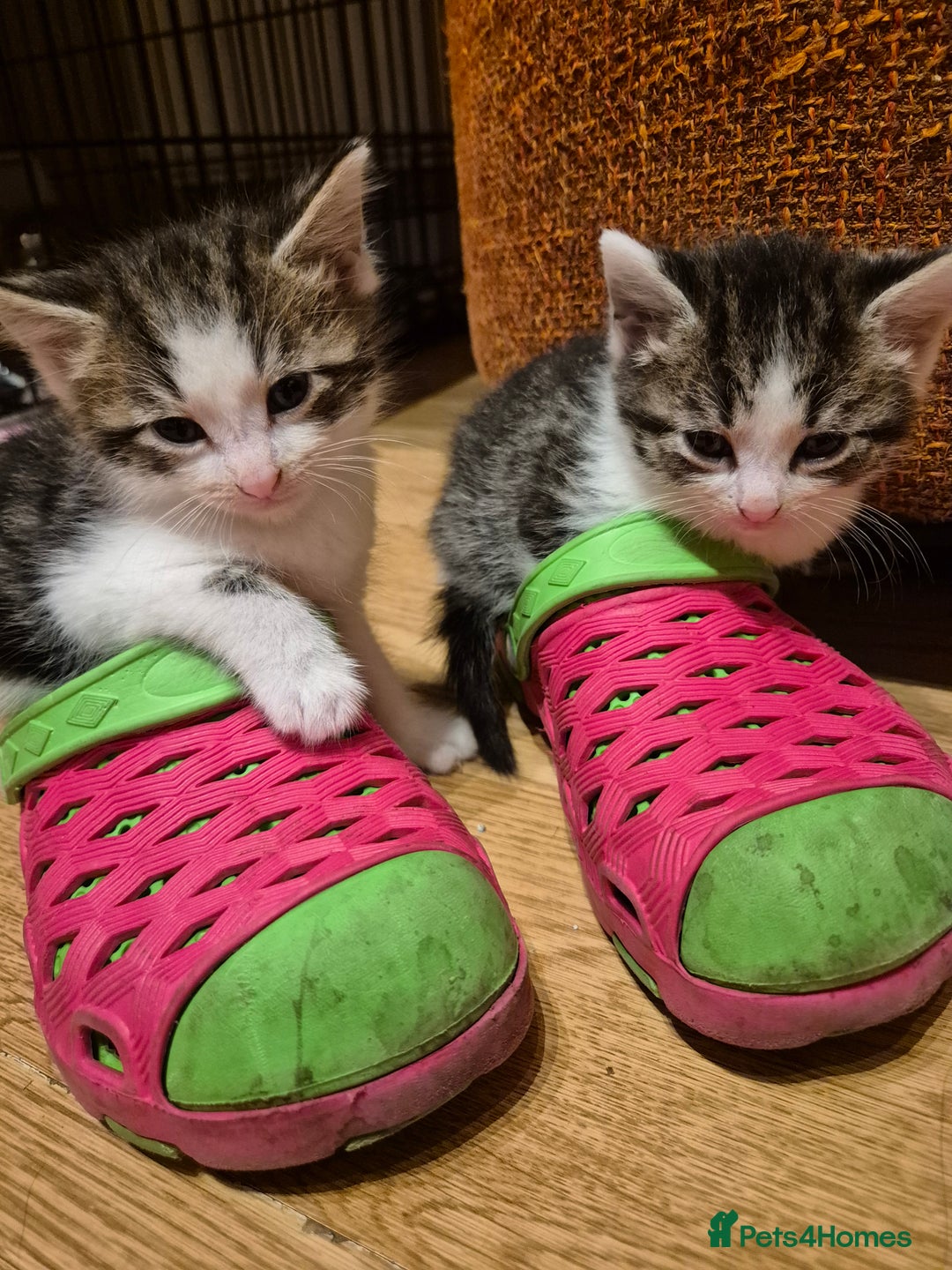 Mixed Breed cats for sale: 5 beautiful kittens  - Image 8