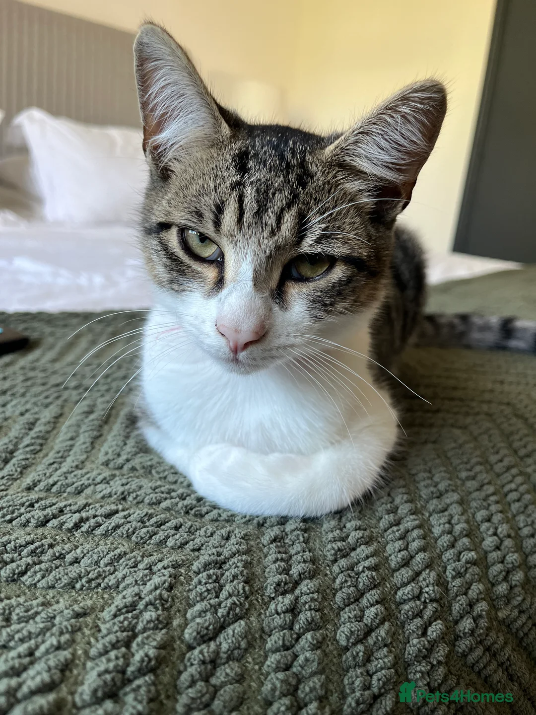 Mixed Breed cats for sale: Two bonded Boys - to go together  in Abbots Langley - Advert 2
