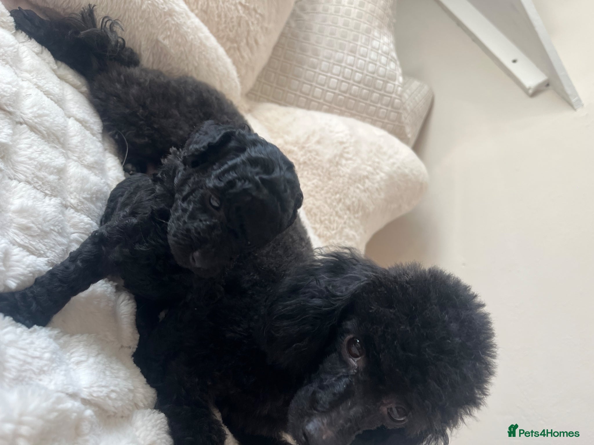 Toy Poodle dogs Toy poodle puppies  - Advert 16
